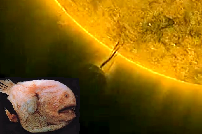 flakotorka about sun